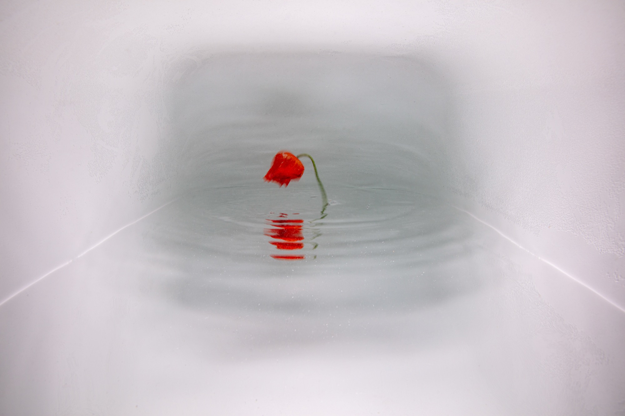 introspection by Robin Cerutti